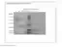 Fig. 09 - 331 NEW FOUND PROTEINS IN PEANUT WITH THEIR SEQUENCE AND THE METHOD OF PRODUCING SUPPLEMENT INCLUDING BEVERAGES ON THE BASIS OF JUICE AND POWDER FROM THE PEANUT