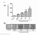 Fig. 02 - Composition including extract of Linne as active ingredient for preventing or ameliorating non-alcoholic fatty liver disease