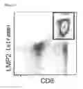 Fig. 02 - METHOD FOR INDUCING T CELLS FOR CELL-BASED IMMUNOTHERAPY