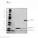 Fig. 02 - METHODS AND COMPOSITIONS INVOLVING RECOMBINANT HYPOALLERGENS