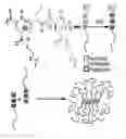 Fig. 01 - Non-ionic and thermoresponsive diblock copolypeptide hydrogels for delivery of molecules and cells