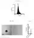 Fig. 06 - Compositions and methods to program therapeutic cells using targeted nucleic acid nanocarriers
