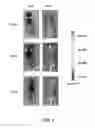 Fig. 07 - Nipah virus envelope pseudotyped lentiviruses and methods of their use