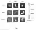 Fig. 08 - Nipah virus envelope pseudotyped lentiviruses and methods of their use