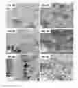 Fig. 09 - Titanium-based functional nano-architectures for drug eluting stents