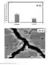 Fig. 10 - Titanium-based functional nano-architectures for drug eluting stents
