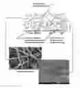 Fig. 01 - Methods for in vivo and in vitro use of graphene and other two-dimensional materials