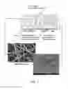 Fig. 02 - Methods for in vivo and in vitro use of graphene and other two-dimensional materials