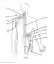 Fig. 08 - Systems and methods for spasticity treatment using spinal nerve magnetic stimulation