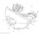Fig. 01 - Mouth guard with breathing and drinking aperture