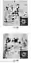 Fig. 17 - Compositions, systems and methods for producing nanoalloys and/or nanocomposites using tandem laser ablation synthesis in solution-galvanic replacement reaction