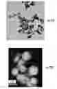 Fig. 36 - Compositions, systems and methods for producing nanoalloys and/or nanocomposites using tandem laser ablation synthesis in solution-galvanic replacement reaction