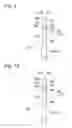 Fig. 08 - Disk brake