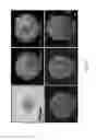 Fig. 28 - Bicyclic compound and pharmaceutical composition thereof for treating stroke and use thereof