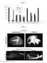 Fig. 05 - Optimized in vivo delivery system with endosomolytic agents for nucleic acid conjugates