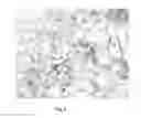 Fig. 02 - Immune system modulators