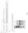 Fig. 16 - Genetic correction of mutated genes