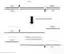 Fig. 03 - Compositions and methods for targeted nucleic acid sequence enrichment and high efficiency library generation