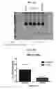 Fig. 02 - GENOME EDITING OF HUMAN NEURAL STEM CELLS USING NUCLEASES