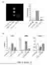 Fig. 06 - COMPOSITIONS AND METHODS FOR TREATING HEPATIC FIBROSIS