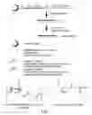 Fig. 02 - RNA interference mediated inhibition of gene expression using chemically modified short interfering nucleic acid (siNA)