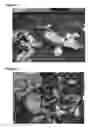 Fig. 02 - IMIDAZOLINONE HERBICIDE RESISTANT BORAGE