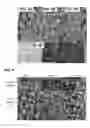 Fig. 08 - IMIDAZOLINONE HERBICIDE RESISTANT BORAGE