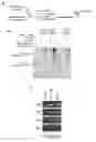Fig. 07 - SELF-LABELING NUCLEIC ACIDS AND METHODS OF USE