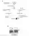 Fig. 09 - SELF-LABELING NUCLEIC ACIDS AND METHODS OF USE