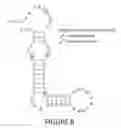 Fig. 12 - SELF-LABELING NUCLEIC ACIDS AND METHODS OF USE