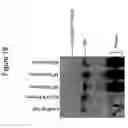 Fig. 22 - Reagents and methods for autoligation chain reaction