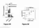 Fig. 22 - tRNA quantification