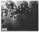 Fig. 01 - Polymer coated sulfonated polyester—silver nanoparticle composite filaments and methods of making the same