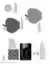 Fig. 02 - Sensor-synchronized spectrally-structured-light imaging