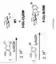 Fig. 05 - COMPOUNDS AND METHODS FOR ANALYSIS AND SYNTHESIS OF SACCHARIDE COMPOUNDS, AND METHOD FOR QUANTITATING SACCHARIDE