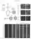 Fig. 05 - MTOR kinase mutations and methods of use thereof