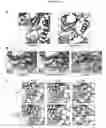 Fig. 12 - MTOR kinase mutations and methods of use thereof