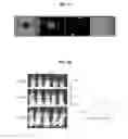 Fig. 48 - PHOSPHORYLATION OF HISTONES AND USES THEREOF