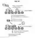Fig. 57 - PHOSPHORYLATION OF HISTONES AND USES THEREOF
