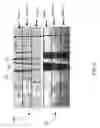 Fig. 08 - Method, apparatus, and system to identify branches of a blood vessel