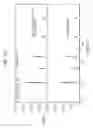 Fig. 09 - Membrane electrode assembly of electrochemical device, membrane electrode assembly of fuel cell, fuel cell, membrane electrode assembly of electrochemical hydrogen pump, electrochemical hydrogen pump, membrane electrode assembly of hydrogen sensor, and hydrogen sensor