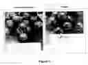 Fig. 02 - EDIBLE COATING COMPOSITION AND USES THEREOF