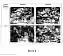 Fig. 09 - EDIBLE COATING COMPOSITION AND USES THEREOF