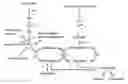 Fig. 01 - Reducing tobacco specific nitrosamines through alteration of the nitrate assimilation pathway