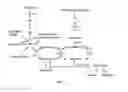 Fig. 02 - Reducing tobacco specific nitrosamines through alteration of the nitrate assimilation pathway