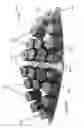 Fig. 33 - Laterally supported filaments