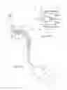 Fig. 07 - Systems and methods for attaching a prosthesis within a body lumen or hollow organ