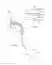 Fig. 09 - Systems and methods for attaching a prosthesis within a body lumen or hollow organ