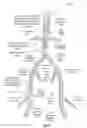 Fig. 22 - Apparatus and method for improved access of procedural catheter in tortuous vessels