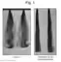 Fig. 02 - Hair shaping composition